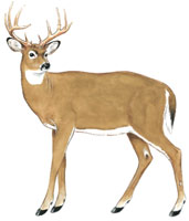 Deer