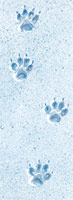 Red fox tracks in snow