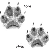 Red fox tracks
