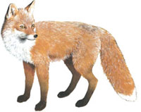Red fox