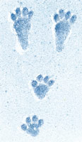 Snowshoe hare tracks in snow