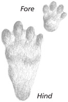 Snowshoe hare tracks