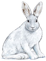 Snowshoe hare
