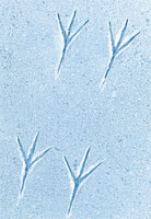 Junco tracks in snow
