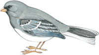 Junco