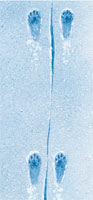 Mouse tracks in snow