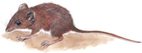 Mouse