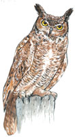 Owl
