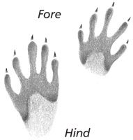 Raccoon tracks