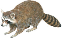 Raccoon