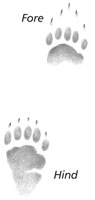 Skunk tracks
