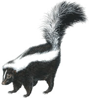 Skunk
