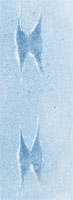 Squirrel tracks in snow
