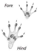 Squirrel tracks