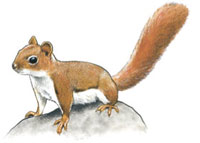 Squirrel