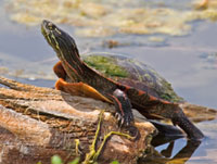 Turtle