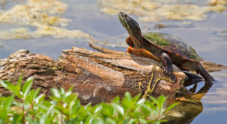 Turtle