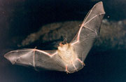 Bat