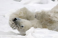 Polar bear stretching