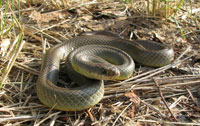 Racer snake