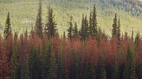Pine beetles / dendroctone du pin 