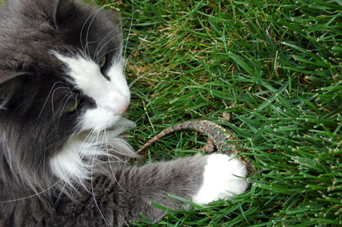  but once you let him outside he could be terrorizing the neighbourhood.