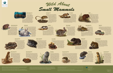 small mammal pictures