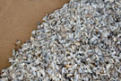 Zebra mussels