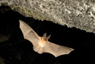 Bat in cave