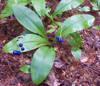 Bue bead lily