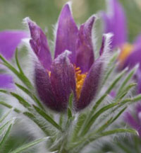 Prairie crocus