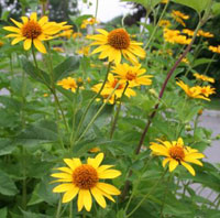 sunflowers