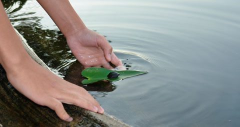 Kids and turtles