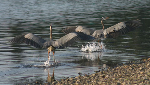 Herons in mating ritual
