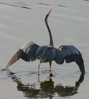 Herons in mating ritual
