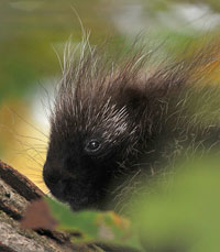 Porcupine