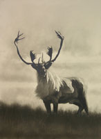 Labrador Bull Caribou