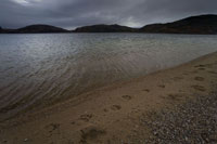 Bear Prints Along the Lake