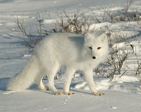 Arctic fox