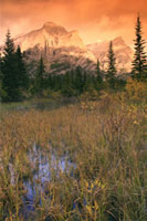 Biodiversity
