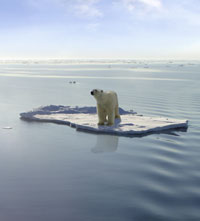 Polar bear