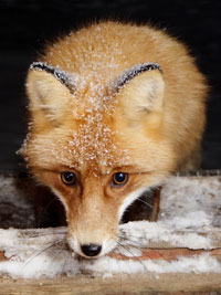 Red fox
