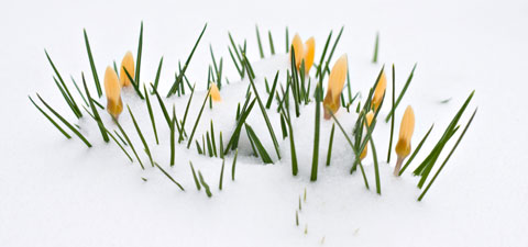 Crocuses blooming