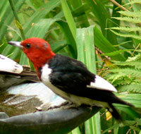 Red-headed woodpecker