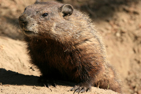 2groundhog480