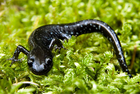 blue-spotted-salamander