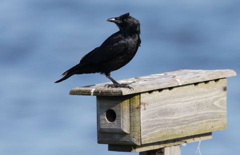 Crow480