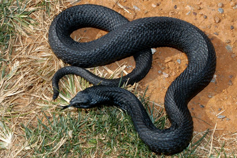 eastern-hog-nosed-snake