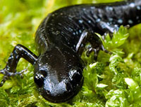 blue-spotted-salamender