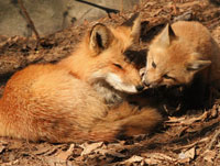 red-fox